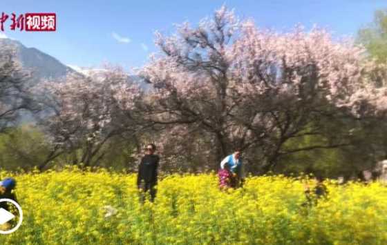 2021西藏林芝第十九届桃花旅游文化节开幕