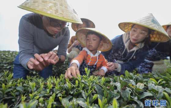 春日茶园当茶农 体验传统茶文化