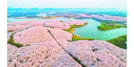 贵安樱花季落幕 累计近百万游客入园赏花