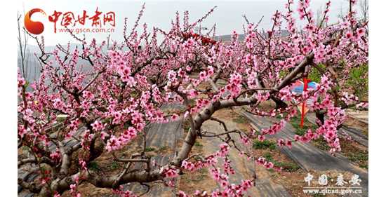 天水秦安桃花会4月12日开园 “码上游”也精彩