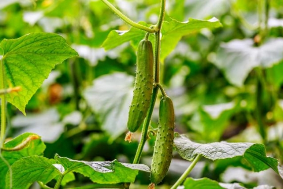 这些常打农药的蔬菜，建议少吃，老菜农：为了健康，别再乱买了 ... ...