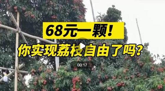 广西1518岁古荔枝树结果：68元1颗888元1斤，售卖者：基本卖完了 ... ... ...