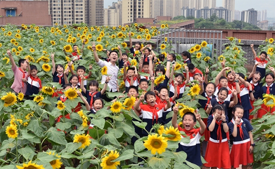 打造特色三点半课程  两江新区星湖学校在楼顶种植向日葵花海 ... ... ...