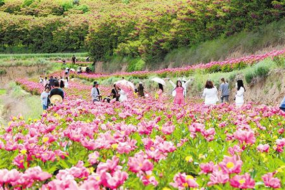 西和县十里镇土桥村的芍药花基地