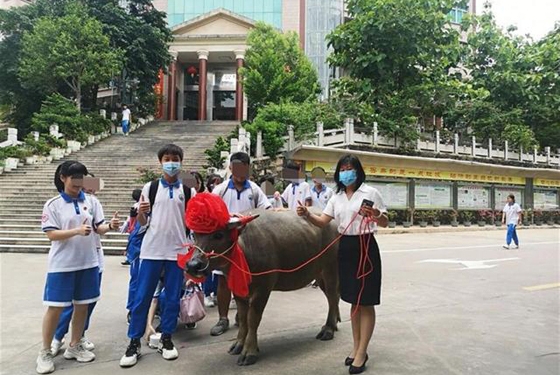 广东一考生家长送牛感谢学校，校方：很有意义，打算转送贫困户 ...