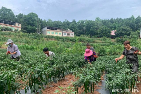 辣椒丰收农民乐 产业成链“钱”景好