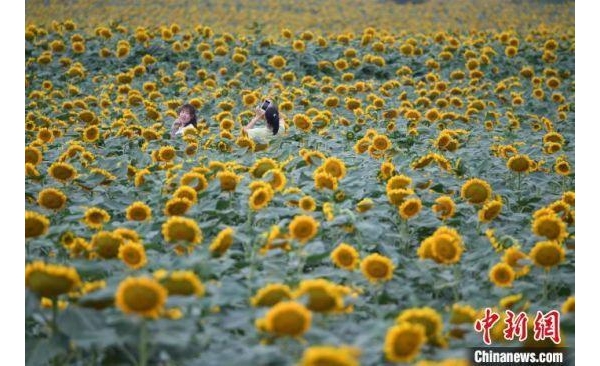 兰州新区万亩葵园：邻近机场似“航道花海”