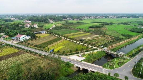 黄家湖新区：木槿花开 开启“花样”致富路