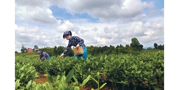 培育特色产业 筑牢发展基础 ——四川省平昌县铆足脱贫产业增收后劲 ...