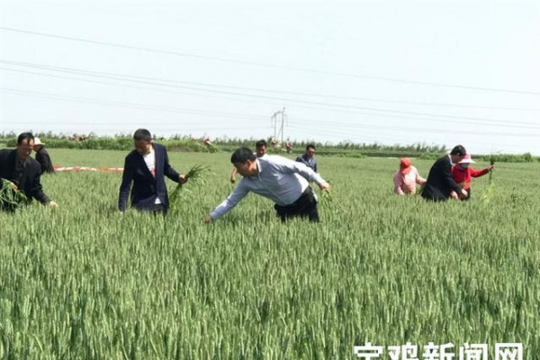 宝鸡扶风凤鸣村：打造产业兴旺、生态宜居、乡风文明、生活富裕的美丽乡村 ...