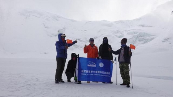 “高山之巅”珠峰高海拔种子采集行动顺利完成