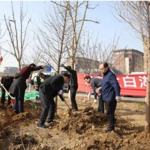 太白湖新区植下一片新绿，建设生态宜居新区