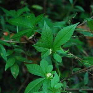 科研人员在湖北十堰发现一种药用植物新种