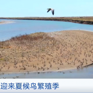 候鸟迁徙繁殖、湟鱼洄游产卵……青海湖现夏季美好生态画卷 ...