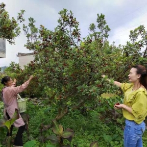 义龙新区万屯镇万亩杨梅开采上市