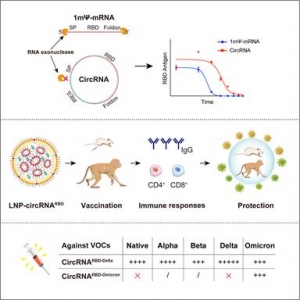 腾讯入股环状RNA疫苗研发商圆因生物
