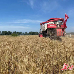 甘肃粮食生产稳中有增 夏粮喜获丰收