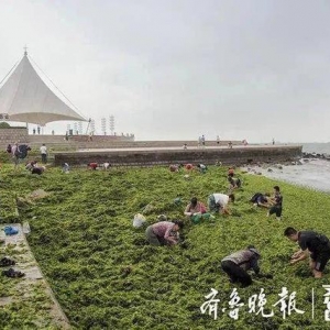 台风过后，青岛海滩上全是海鲜！海蛎子、花螺、扇贝……