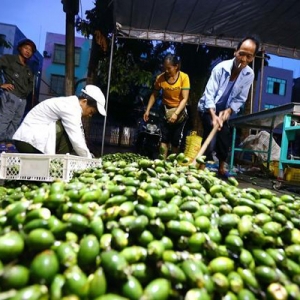 槟榔被多地市监局下架！我国现存槟榔相关企业超1.5万家，湖南最多 ...