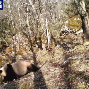 陕西太白山拍到野生大熊猫母子同框画面