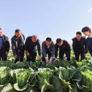 青岛西海岸新区大场镇乡村振兴工作队：踔厉奋发促振兴