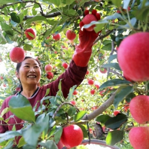 甘肃庆阳今年苹果总产量预计达144万吨