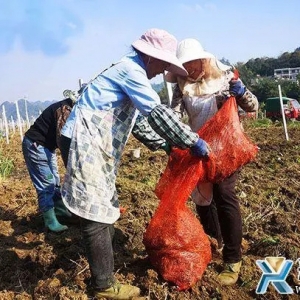 义龙新区1300余亩白芨采收忙