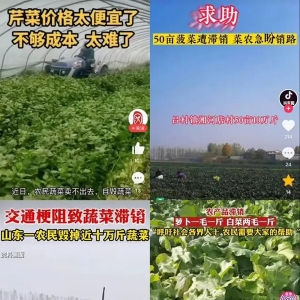 河南山东河北多地蔬菜滞销，到底“堵”在哪儿？