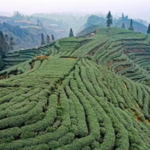 春茶上市丨雅安名山：“蒙顶山茶”上新