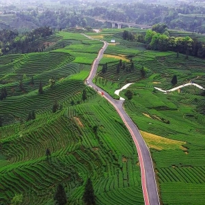 蒙山春茶 只此青绿