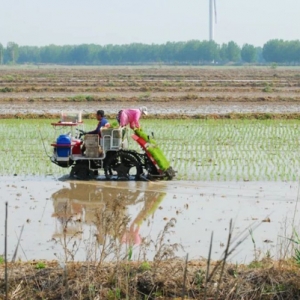 滨海新区插秧忙！6000亩全部种植优质水稻