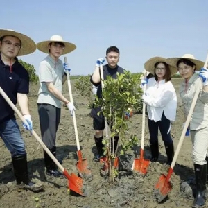 为5万只候鸟重建海上森林，淘宝天猫爱心商家加入红树林保护专项