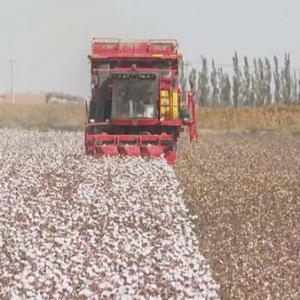 敦煌6万亩棉花喜迎丰收 地头满是金“棉”包