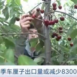 出口量或减少8300万箱！厄尔尼诺现象致智利早熟车厘子减产超五成