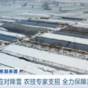 全力保障“菜篮子”！应对低温降雪天气，河北组织农技人员分包到户