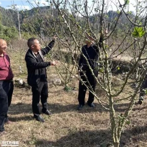 新蒲新区：将科技服务送到田间地头