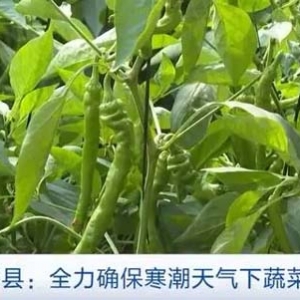 寒潮来袭，“菜篮子”量足价稳！各地多举措稳价保供