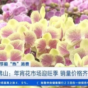 订单爆发式增长，广东佛山年宵花卖爆了！销量价格齐攀升