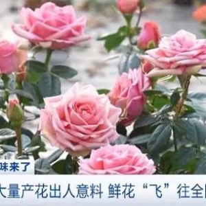 迷你玫瑰“火”了！宁夏有种植基地日出货量达3万盆