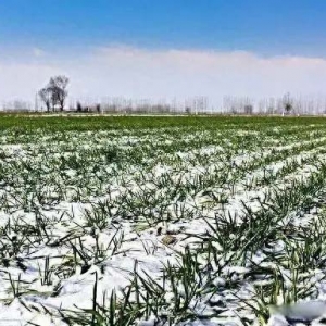 乡村振兴看洛阳（17）—洛阳市农业农村局发布应对雨雪天气措施