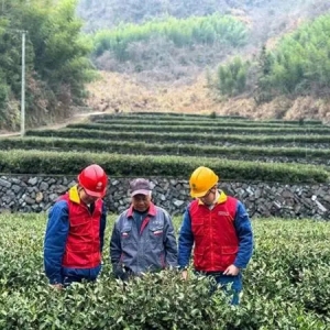 第一批春茶上新 电力助力茶农炒出“迎春好茶”