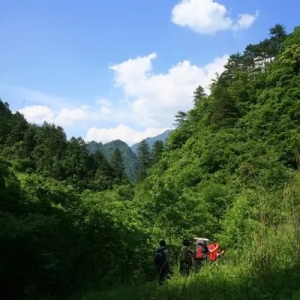 招聘要求“遇见野人跑得快”？神农架景区：属实，有近百人报名