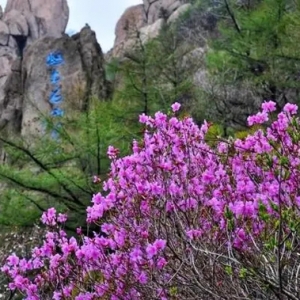 4月23日，这些人游崂山景区门票免费