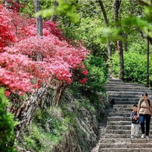 四大板块，百项文旅活动 青岛西海岸新区“五一”安排好了！