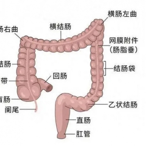 世界肠道健康日：“第二大脑”健康你了解多少