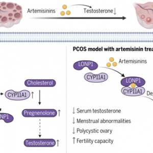 汤其群教授团队发现青蒿素类衍生物可治疗多囊卵巢综合征并揭示其机制