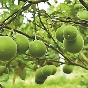 官宣！化橘红“药食同源”