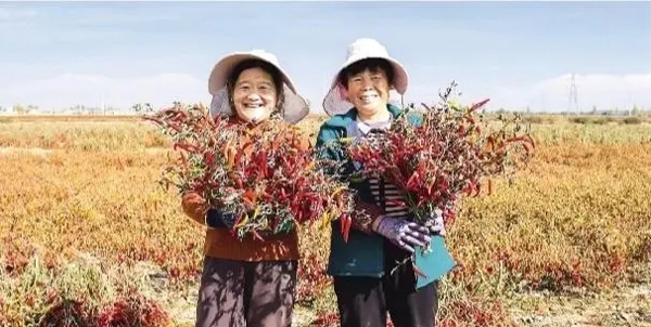 蘭州新區(qū)秦川園區(qū)試種朝天椒喜獲豐收